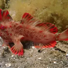 Un poisson-globe rouge vif, aux nageoires bordées de noir, se tient sur le sable. Il pourrait bien être le poisson le plus cher du monde, tant sa rareté est grande.
