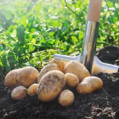 Un tas de pommes de terre fraîchement arrachées, prêtes pour la récolte. La pelle à côté indique le moment idéal quand ramasser les pommes de terre.