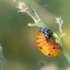 Pomarańczowe larwy biedronki z czarnymi kropkami, przyczepione do zielonej łodygi.