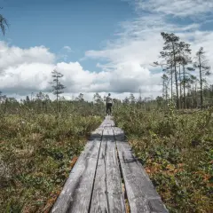 En person går på en träspång genom ett myrlandskap i Hamra nationalpark. Molnen är dramatiska mot den blå himlen.