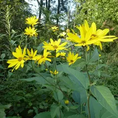 Sonnenblumenähnliche Blüten im Grünen. Vorsicht, Topinambur-Verwechslungsgefahr!