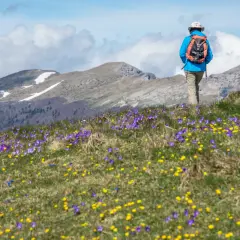 Randonneur sur le plateau Ambel, traversant un champ de crocus violets et jaunes, avec des montagnes enneigées en arrière-plan.