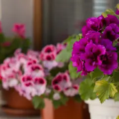 Anginka: Jak pielęgnować pelargonię pachnącą dla zdrowia i zapachu?