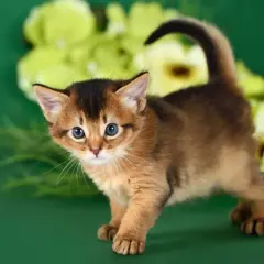 Un adorabile gattino somalo con occhi azzurri e pelo fulvo, pronto a esplorare tra fiori verdi e gialli.