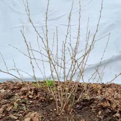 Ein stacheliger Strauch, bereit für das Stachelbeeren schneiden. Kleine Knospen zeigen den nahenden Frühling.