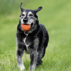 Starszy pies z piłeczką w pysku biega po trawie. Dobre co na stawy dla psa seniora pomaga mu w zabawie.