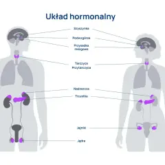 Schemat przedstawia ludzki układ hormonalny, ukazując lokalizację gruczołów takich jak przysadka mózgowa, tarczyca, nadnercza, trzustka, jądra i jajniki.
