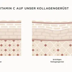 Vergleich von starkem und brüchigem Kollagengerüst. Vitamin C Serum Wirkung: stärkt das Kollagengerüst für jugendlichere Haut.