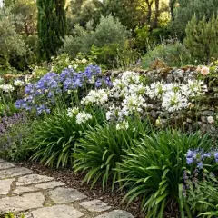 Magnifique jardin avec une allée en pierre bordée d'agapanthes en pleine floraison, bleues et blanches, et de roses grimpantes sur un mur de pierres.