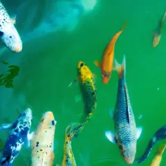 Plusieurs poissons koï aux couleurs vives nagent dans une eau verte. Leur durée de vie peut être impressionnante.