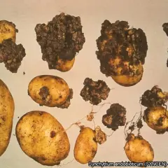 Patate con escrescenze scure e irregolari, sintomo di gravi malattie patate. Alcune sono sane, altre gravemente colpite.