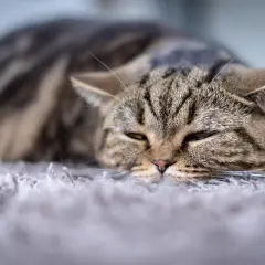 Gato atigrado descansando. La esterilización es segura, no hay razón para que una gata muera después.