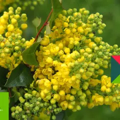 Kwitnąca mahonia, różne odmiany tej rośliny ozdobnej zachwycają żółtymi kwiatami.