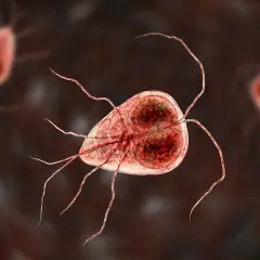 Mikroskopijny obraz pasożyta Giardia, który może powodować problemy zdrowotne u kotów.