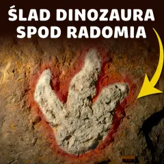 Jakie dinozaury żyły na terenie Polski? Fascynujące odkrycia i gatunki
