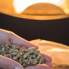 Dłonie trzymają pellet, paliwo do pieca. Czy piec na pellet może pracować cały czas?