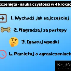 Nauka czystości szczeniaka: Poznaj plan na dom bez wpadek!