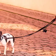 Un bulldog francés con correa se niega a salir a la calle.
