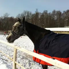 Szarobury koń w derce czeka na trening. W tle śnieżny padok i las.