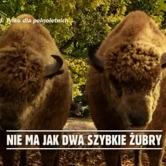 Żubr piwo ile procent - zaskakująca zawartość alkoholu, którą musisz znać
