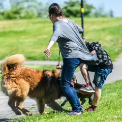 Agresywny pies atakuje ludzi na spacerze, szarpiąc za ubranie. Kobieta i dziecko próbują się obronić.