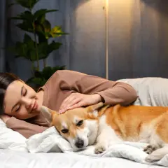 Corgi śpi przy głowie swojej pani, która go głaszcze. To dowód, dlaczego pies śpi przy głowie – dla poczucia bezpieczeństwa i bliskości.