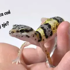 Jak często karmić gekona lamparciego w zależności od jego wieku?