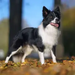 Cuál es el perro más inteligente y qué lo hace destacar entre los demás