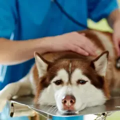 Weterynarz bada psa z wodobrzuszem. Pies rasy husky leży na stole, weterynarz osłuchuje go stetoskopem.