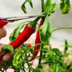 En hand klipper av en röd trinidad chili från en planta.
