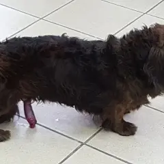 Perro salchicha de pelo largo con el pene expuesto. Si te preguntas qué hacer cuando se le sale el pito al perro, busca ayuda veterinaria.
