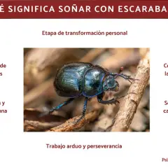 Un escarabajo brillante, símbolo de transformación y perseverancia. Soñar con escarabajos puede indicar resolución de problemas, protección o estrés.
