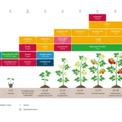 Schemat nawożenia pomidora gruntowego od kiełkowania do dojrzewania owoców, z podziałem na fazy rozwoju BBCH i proponowanymi produktami.