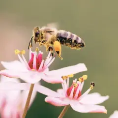 En vild bi samlar nektar från en rosa blomma, dess ben täckta av gult pollen.