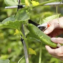 Hände ernten eine reife Gurke von einer Gurke Pflanze. Gelbe Blüten und grüne Blätter sind sichtbar.