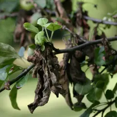 Sur une branche de pommier, des feuilles vertes côtoient des feuilles mortes et desséchées, témoignage d'un cycle naturel.
