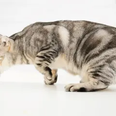 Graue Katze erbricht Futter, ein mögliches Zeichen für einen Darmverschluss bei Katzen.