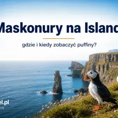 Maskonury na Islandii, urocze ptaki z kolorowymi dziobami, pozują na tle klifów i oceanu.