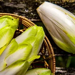 Frische Chicorée-Köpfe in einem Korb, bereit für den Anbau oder die Zubereitung.
