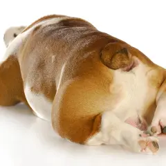 Vue rapprochée du postérieur d'un bouledogue, suggérant une irritation anale chien traitement naturel.