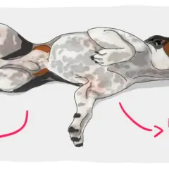 Illustration d'un chien souffrant d'épilepsie, montrant des mouvements de pédalage, des convulsions, une raideur des membres et une salivation excessive.