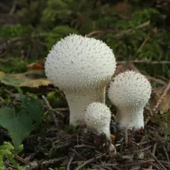 Tres hongos blancos con púas, como un pedo de lobo, crecen en el suelo del bosque cubierto de musgo.