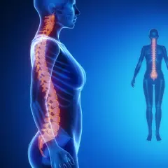 Anatomia kręgosłupa, uwydatniająca naturalne krzywizny, które mogą być zaburzone w przypadku lordozy u dzieci.