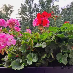 Jaki nawóz do pelargonii, aby zapewnić piękne kwitnienie i zdrowie?