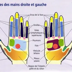 Schéma des points réflexes des paumes des mains, utile pour le point massage hypertension et d'autres zones du corps.
