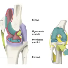 Anatomie du genou, montrant les ligaments croisés, ménisque, rotule et tendons. Une douleur du genou jusqu'au pied peut être liée à ces structures.