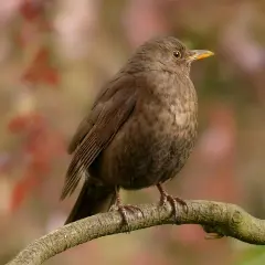 Ein brauner drossel vogel sitzt auf einem Ast. Sein Gefieder ist dunkelbraun, die Augen sind rund und orange. Der Schnabel ist gelb.