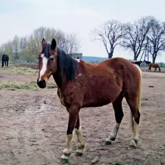 Ile kosztuje weterynarz dla konia? Zaskakujące wydatki na opiekę