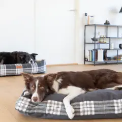 Dwa border collie odpoczywają na wygodnych legowiskach. Jedno legowisko dla border collie jest w kratę, drugie w ciemniejszym odcieniu.