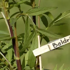 Grüne Blätter einer Baldrianpflanze mit einem Holzschild. Viele berichten von guter Baldrian zum Schlafen Erfahrung.